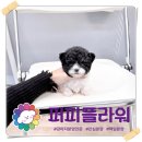 사랑스러운 친구를 만니기 위해 일산강아지분양 선택했던 이야기