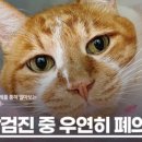 아이사랑동물병원 건강검진센터 이미지