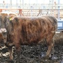 강원특별자치도축산기술연구소 이미지