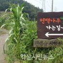 두동편백마을 이미지