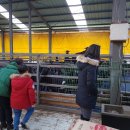 솔미축사 이미지