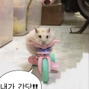 바다회마을2 이미지