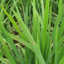 횡성군농업기술센터 이미지