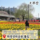 매리생태공원(야구장공원) | 부산대표관광지 화명생태공원 튤립 드라이브 코스 추천
