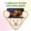 인과인 | 19.43세