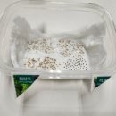 겨자씨 1농장 이미지