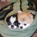 이자매펫미용원 이미지