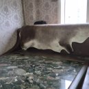 동우전기 | 돌침대 AS 온열조절기 교체수리로 다시 따뜻하게, 25년된 동우 꽃돌침대