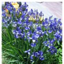 예닮이네 이미지