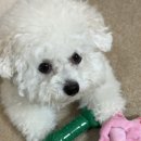 도그비숑 | 강아지 노즈워크장난감 추천 도그스케치 릴리&amp;로즈 분리불안 비숑 강아지 바스락 장난감