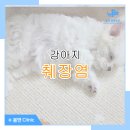 봄앤동물병원 이미지