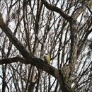 딱따구리 이미지