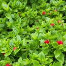 햇살다육꽃사랑 이미지