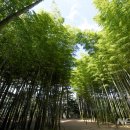 초록바람 이미지