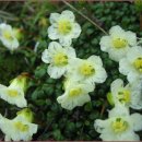 작은나무 이미지