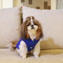 코리아애견샵 이미지