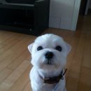 닥터k동물병원 이미지