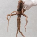 목포뻘낙지 이미지