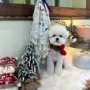 메모르드몽 | 대보기와투게더#3_[청주애견미용/비하동]메모르드몽_비숑귀툭컷♡