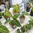 구개농장 이미지