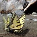 모나크(MONARCH)