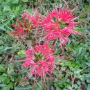 석산농장 이미지