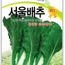 서울배추 12분 이미지