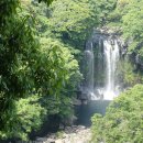 제주 천제연 난대림 이미지