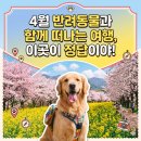영도동물병원 | 🐾 반려동물과 함께 떠나는 4월 여행, 이곳이 정답이야!