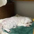 동수사랑 동물병원 이미지