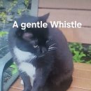 A gentle Whistle 이미지