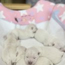 오픈주 하남스타필드점 이미지