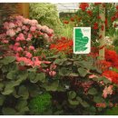 하얀구름 이미지