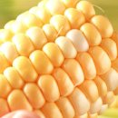 초당농장 이미지