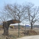 입석2구 Daum카페