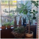 바삭바삭한 오리구이 이미지