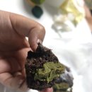 더베이크수원AK플라자점 | 수원 영통 빵 맛집 코르크베이크바 말차 테린느 내돈내산 솔직 후기