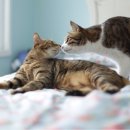 우리집 야옹이 이미지