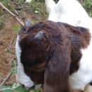 광덕목장 이미지