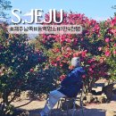 위미동백군락 | 겨울 서귀포 가볼만한곳 제주 새로운 동백관광지 돌낭예술원