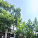 매일상회(노점)