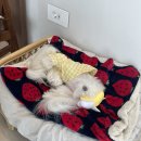 스테이 사선