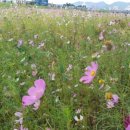 약골자전거도로 이미지