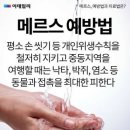 카피아 이미지