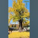 은행나무한옥 - 1010 | 은행나무한옥
