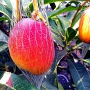 뚝심농장2 이미지