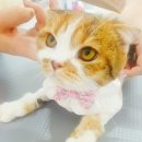 아토냥 이미지