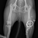 잠실베스트동물병원 수술재활센터 이미지