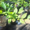 블루베리농장 운길산블루베리농장 블루베리체험 하고 블루베리생과 구입 가격