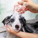 조은애견미용 이미지